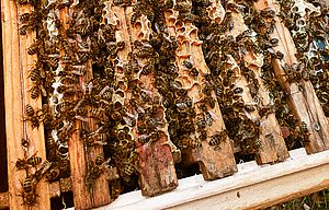 Bees at Berentzen